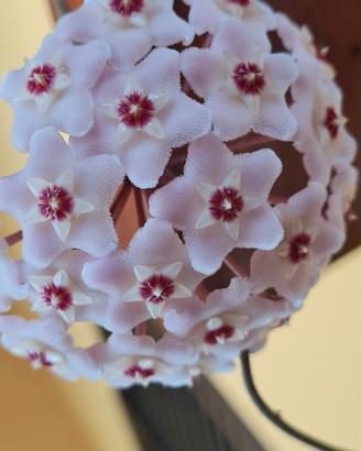 hoya fiore di cera