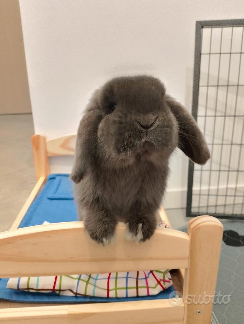 minilop ariete nano - Animali In vendita a Milano