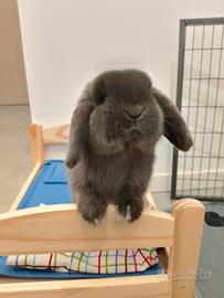 minilop ariete nano - Animali In vendita a Milano