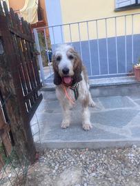 Oscar maschio 2 anni