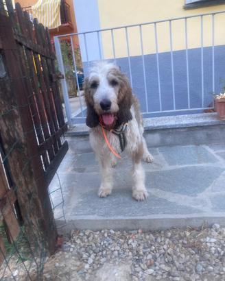 Oscar maschio 2 anni