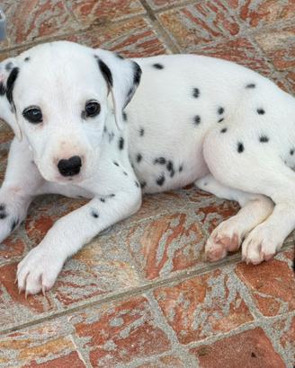 Cucciola dalmata