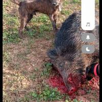 Segugio maremmano caccia al cinghiale