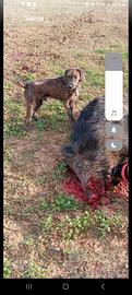 Segugio maremmano caccia al cinghiale