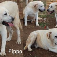 Pippo, un cagnolone docile e pacioccone