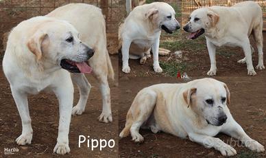 Pippo, un cagnolone docile e pacioccone
