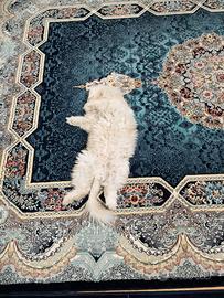 Gatto persiano
