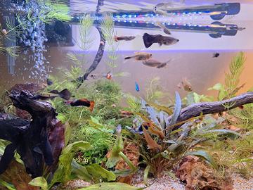 guppy e black molly