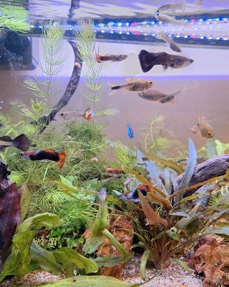 guppy e black molly