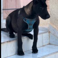 Pastore belga malinois