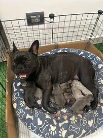 Bulldog francese vari colori