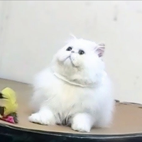 Gatto persiano bianco con Pedigree