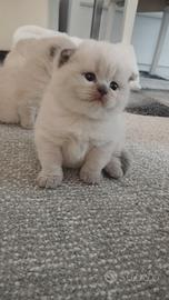 Cuccioli scottish fold e straight