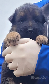 Cuccioli pastore tedesco pelo lungo Pedigree