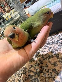 Inseparabili roseicollis allevati a mano