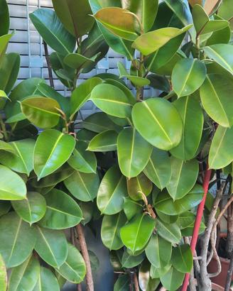 piante ficus
