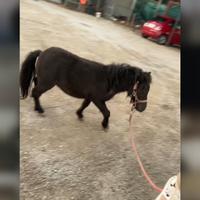 Mini pony