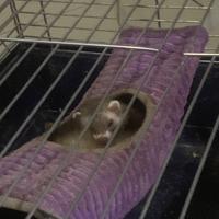 Cucciola di furetto