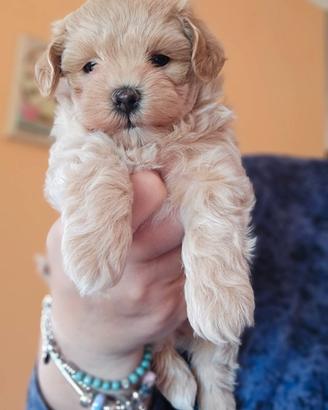 Maltipoo di prima generazione minitoy