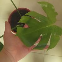 Pianta monstera deliciosa 