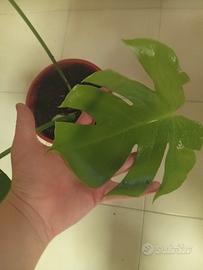 Pianta monstera deliciosa 