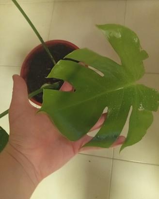 Pianta monstera deliciosa 