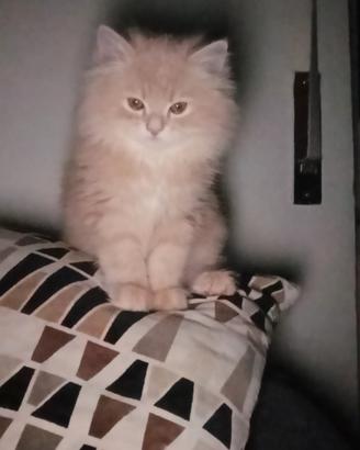 Vendita gatti