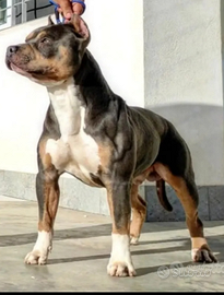 American pitbull terrier UKC