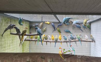 Parrocchetti dal collare mutati