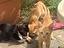 Immagine 5