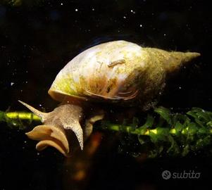 Lymnaea stagnalis