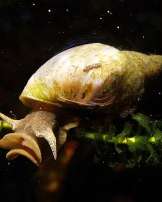 Lymnaea stagnalis