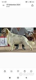 Cuccioloni Setter Inglese