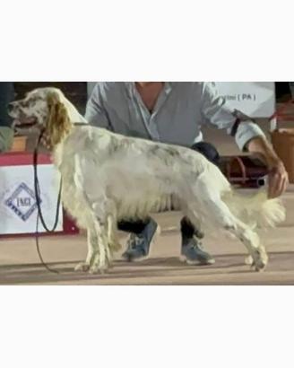 Cuccioloni Setter Inglese