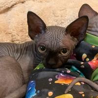 Cuccioli Sphynx