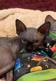Cuccioli Sphynx