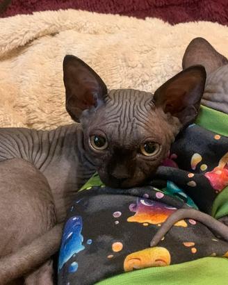 Cuccioli Sphynx