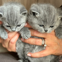 British Shorthair Golden cuccioli