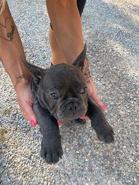 Cucciolo di bulldog francese