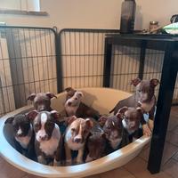 Cuccioli Pitbull