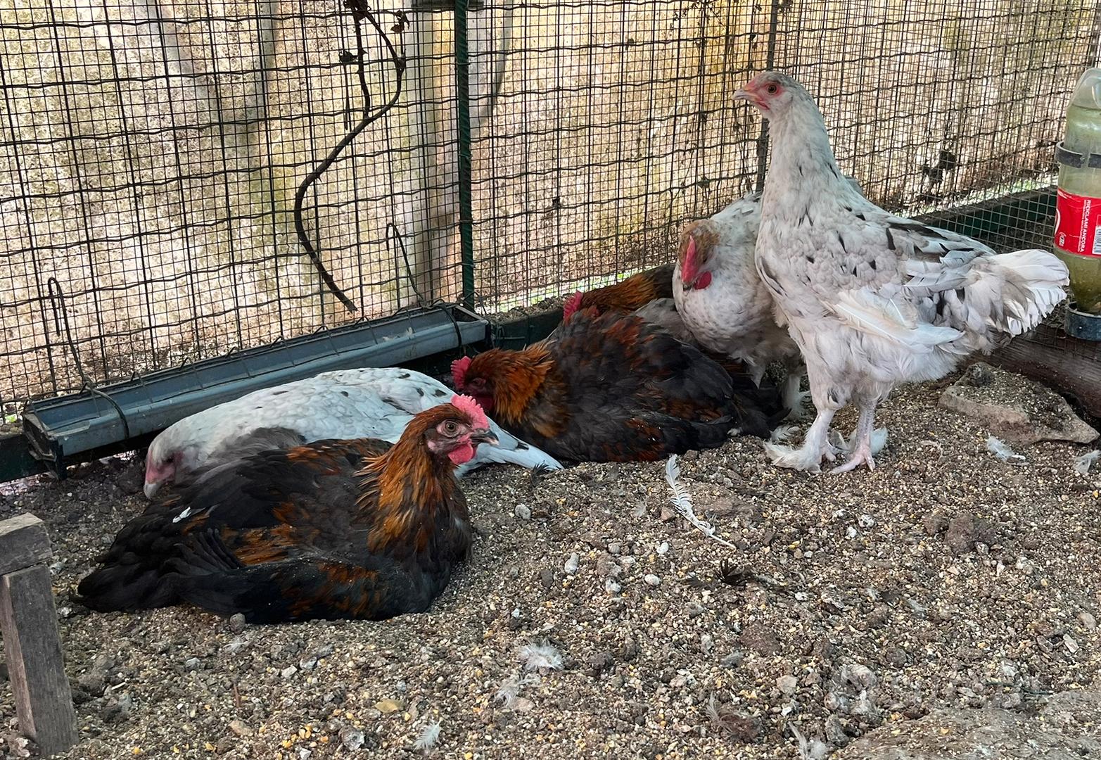 Marans coppia - Animali In vendita a Latina