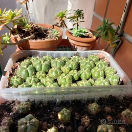 Piantine grasse 1/15 euro