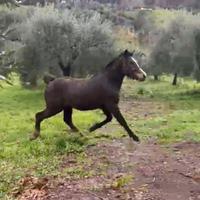 Cavallo arabo quarter