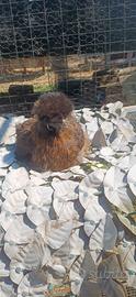 3 galline silkie   1 senza barba 