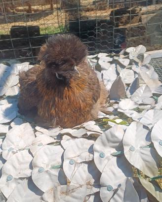 3 galline silkie   1 senza barba 