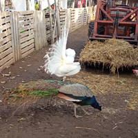 Pavone maschio Colorazione BluVerde