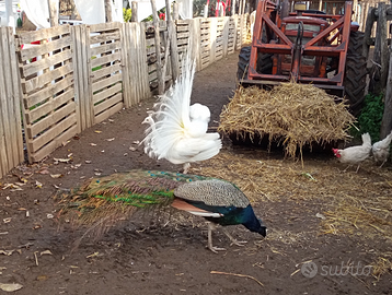 Pavone maschio Colorazione BluVerde