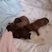 Cuccioli taglia piccola pechinesi