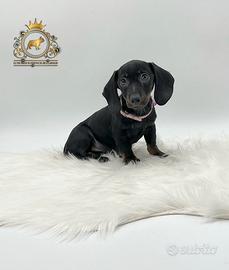 Esclusiva Bassottina Black and tan