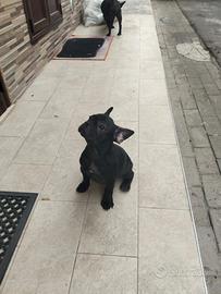 Buldog francese